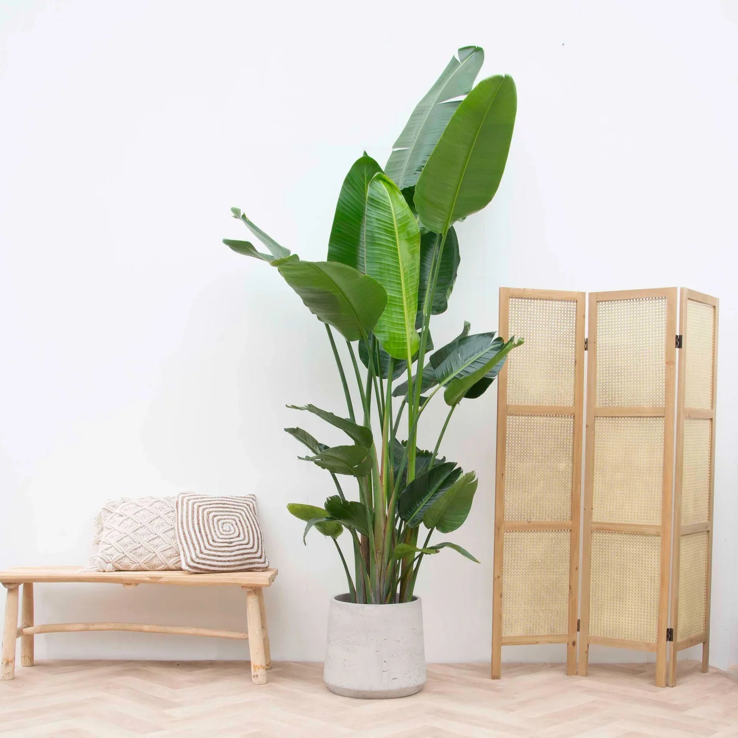 Luftreinigende Pflanzen