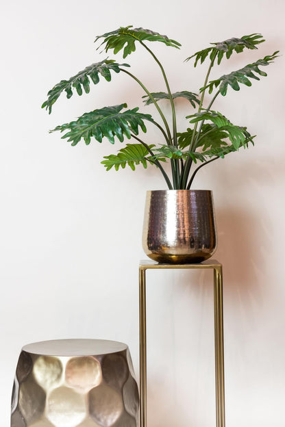 Designpflanze Philodendron