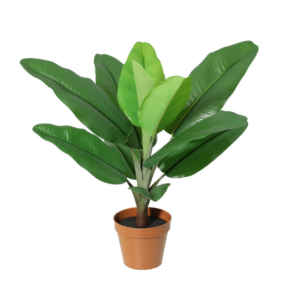 Designpflanze Philodendron Jungle King