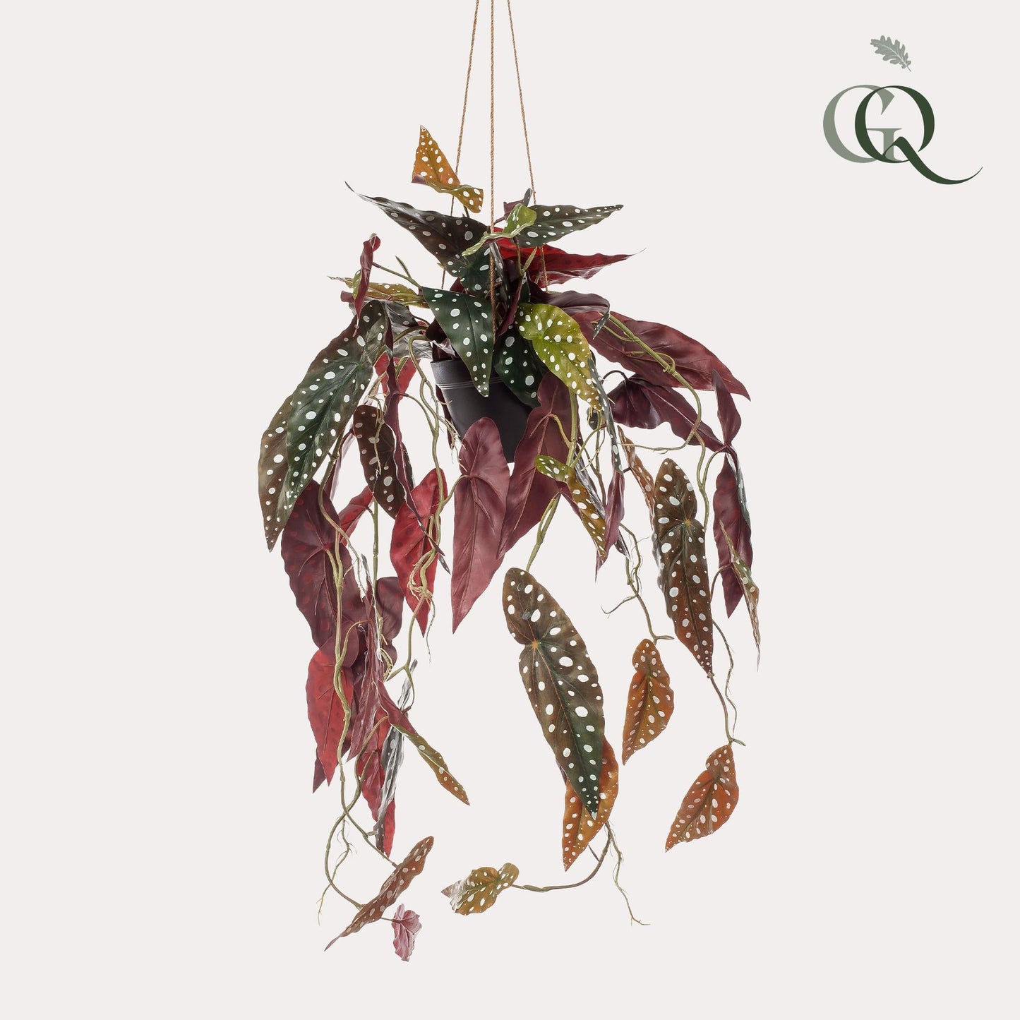 Designpflanze Begonia Maculata Forellenbegonie