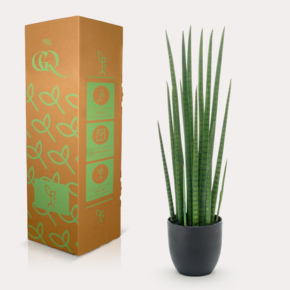 Designpflanze Sansevieria Cylindrica Frauenzunge