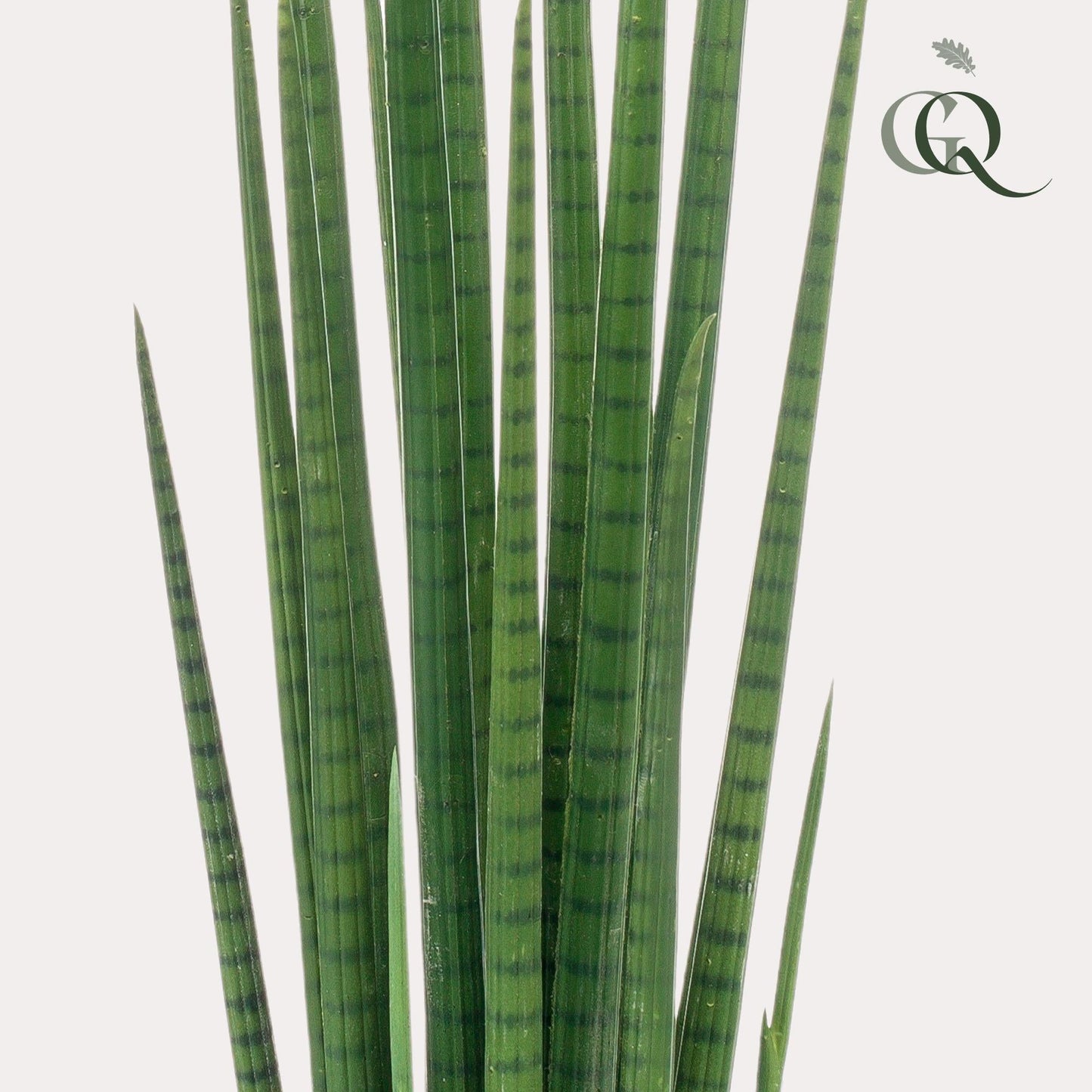 Designpflanze Sansevieria Cylindrica Frauenzunge