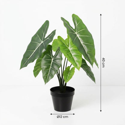 Designpflanze Alocasia Polly