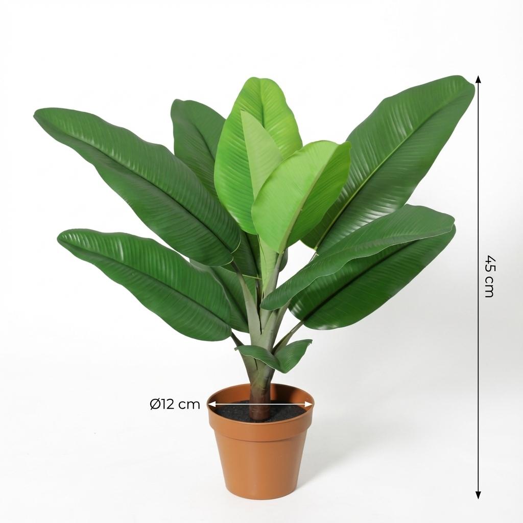 Designpflanze Philodendron Jungle King