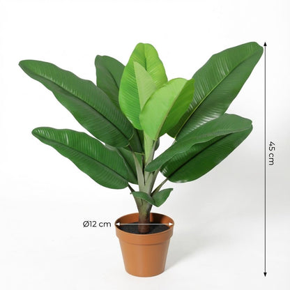 Designpflanze Philodendron Jungle King