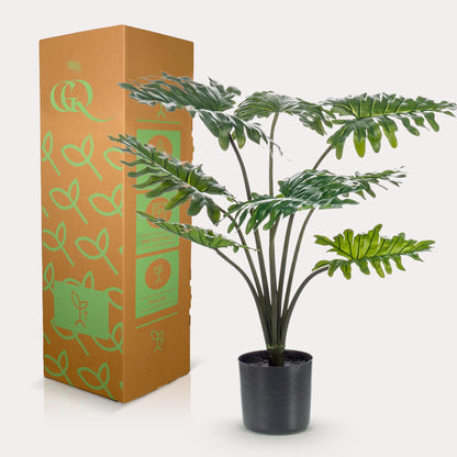 Designpflanze Philodendron