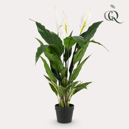 Designpflanze Spathiphyllum Lepelplant