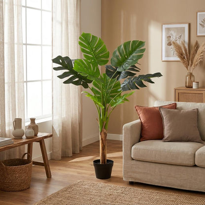 Designpflanze Monstera Deliciosa