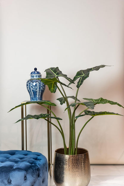 Designpflanze Alocasia Frydek