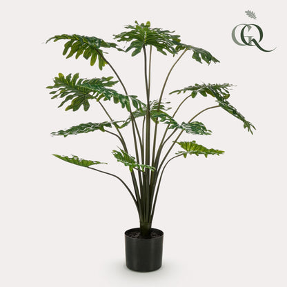 Designpflanze Philodendron