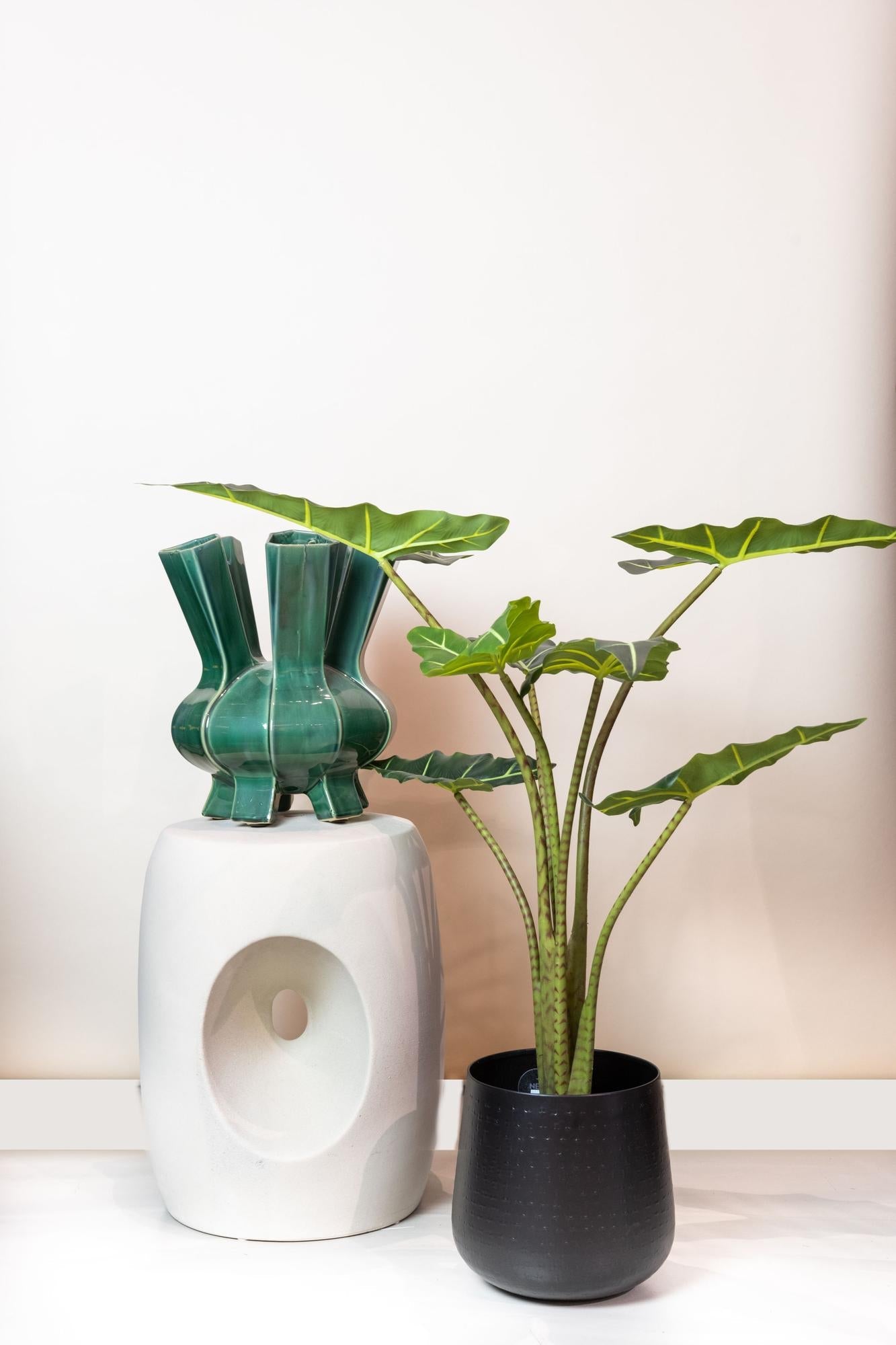 Designpflanze Alocasia Frydek