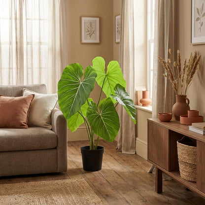 Designpflanze Philodendron