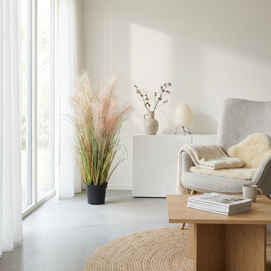 Designpflanze Phragmites Gras