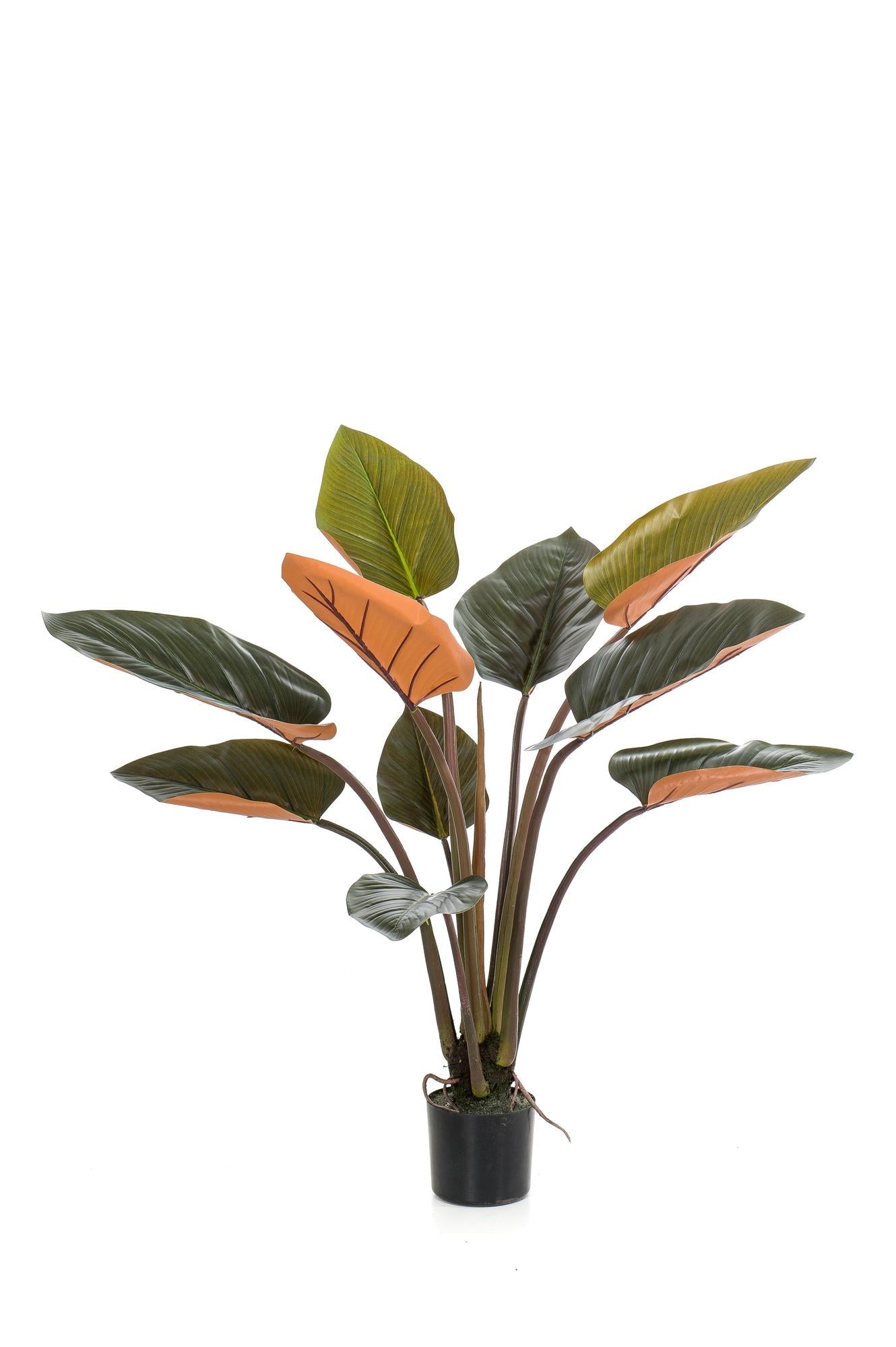 Designpflanze Philodendron