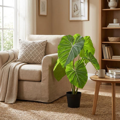 Designpflanze Philodendron