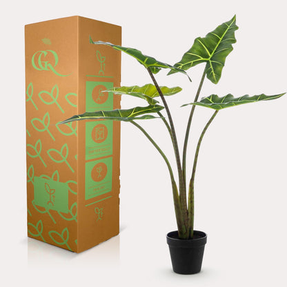 Designpflanze Alocasia Frydek