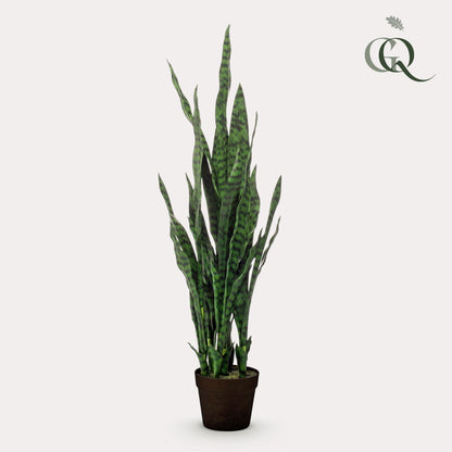 Designpflanze Sanseveria Black Coral Frauenzunge