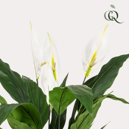 Designpflanze Spathiphyllum Lepelplant