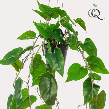Designpflanze Philodendron Hangepflanze