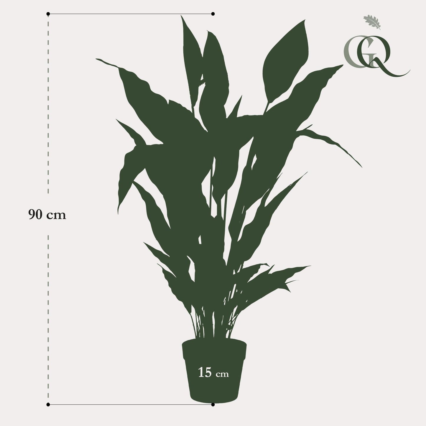 Designpflanze Spathiphyllum Lepelplant