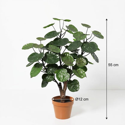 Designpflanze Polyscias Fabian