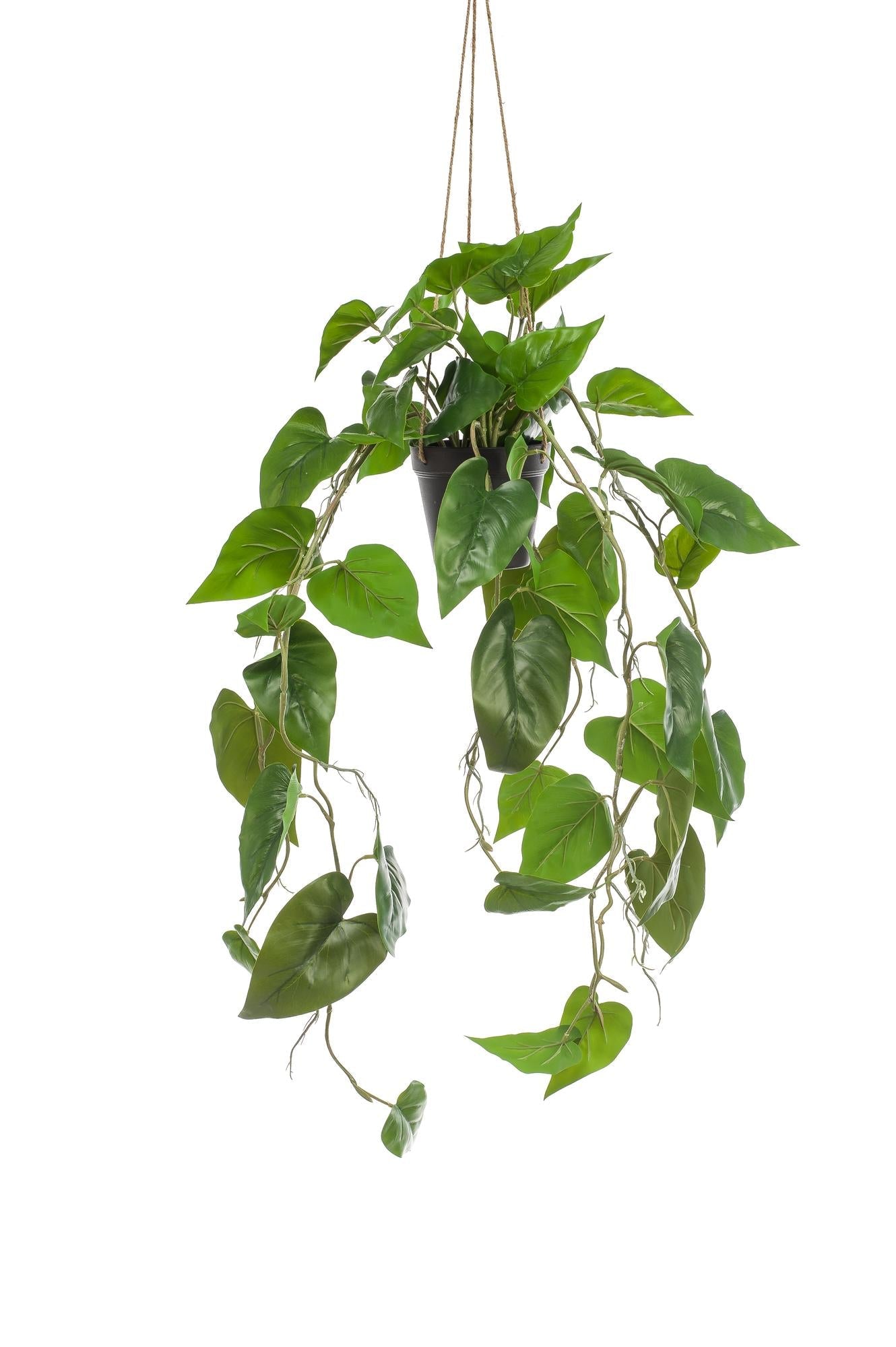Designpflanze Philodendron Hangepflanze