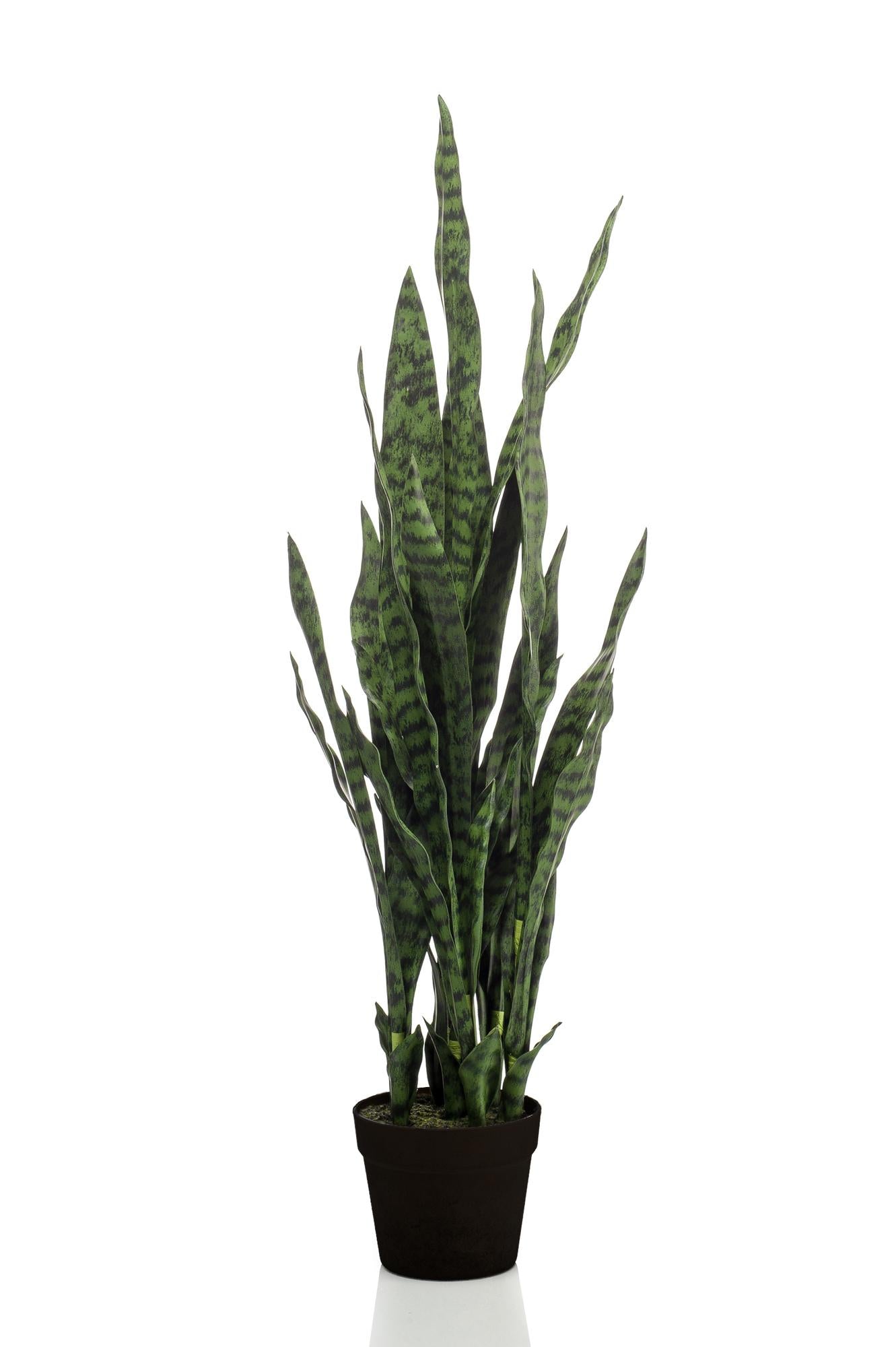 Designpflanze Sanseveria Black Coral Frauenzunge