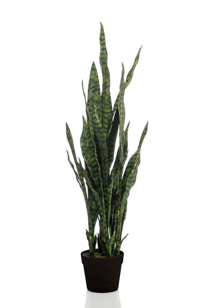 Designpflanze Sanseveria Black Coral Frauenzunge