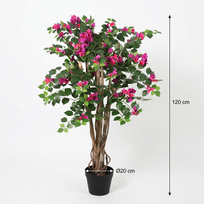 Designpflanze Bougainville