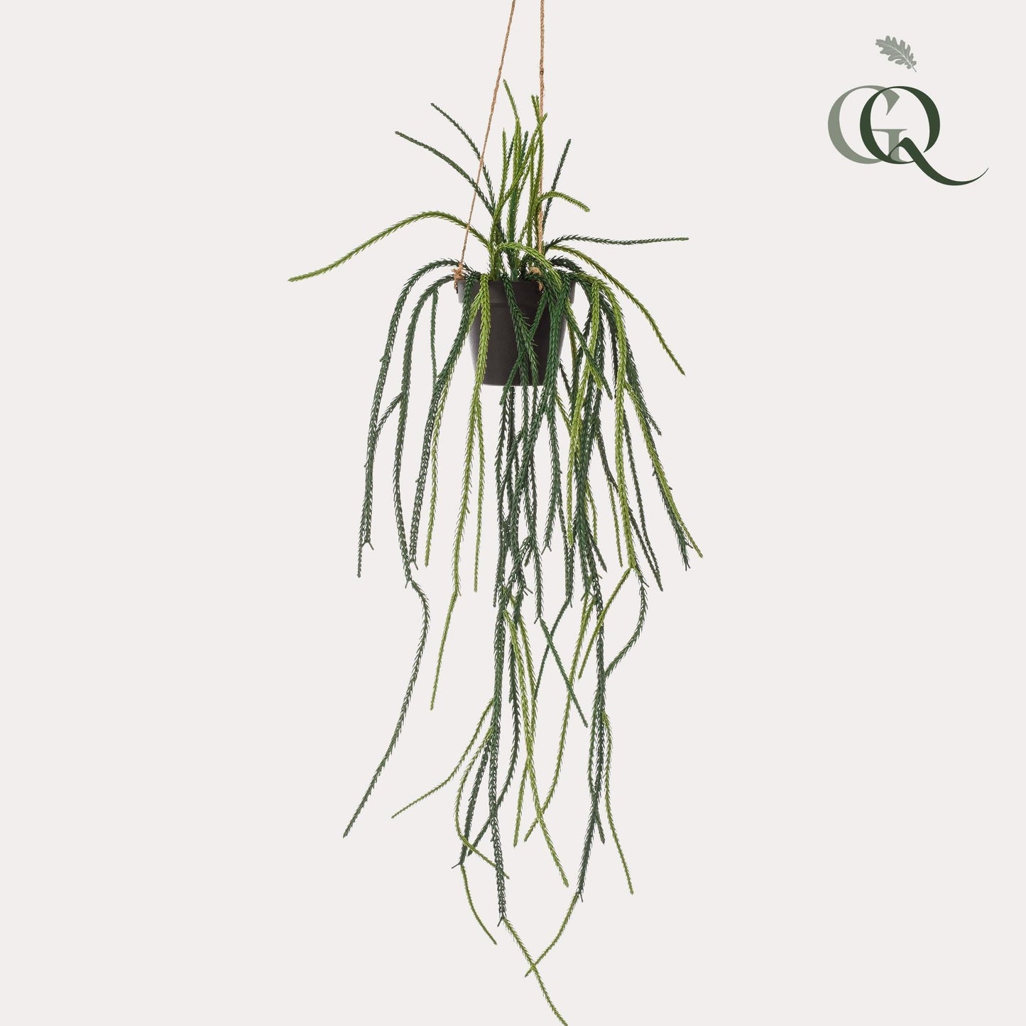 Designpflanze Rhipsalis Korallenkaktus