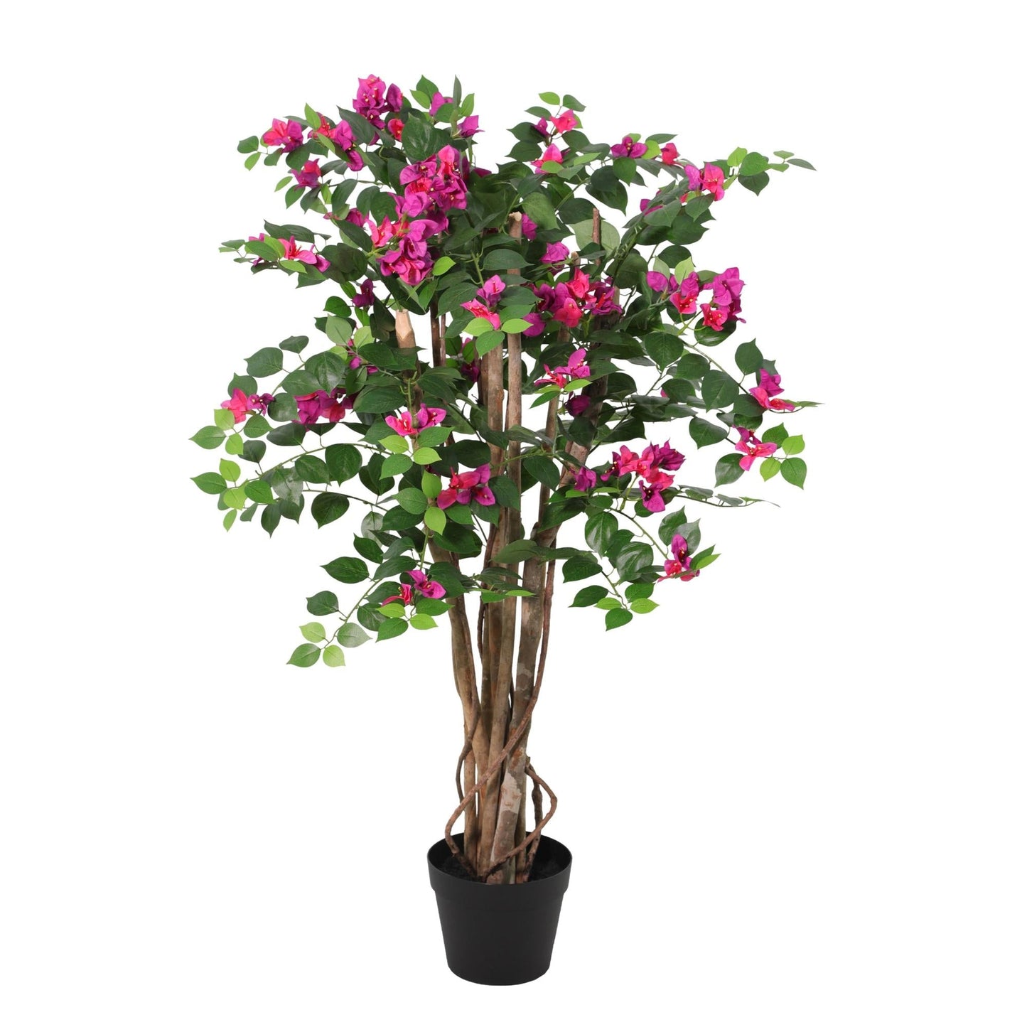 Designpflanze Bougainville