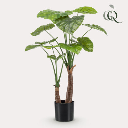 Designpflanze Alocasia Olifantsoor