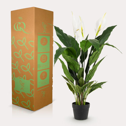 Designpflanze Spathiphyllum Lepelplant