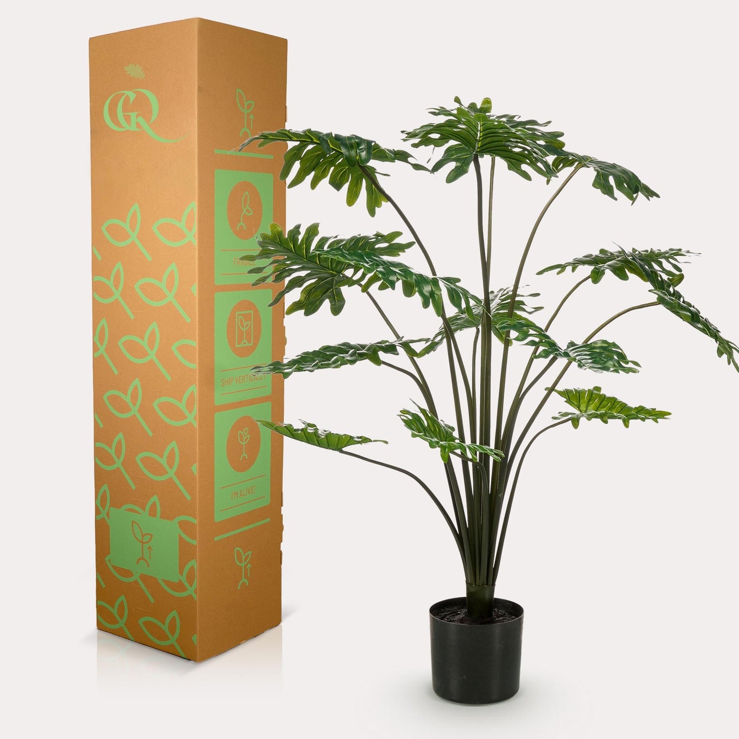 Designpflanze Philodendron
