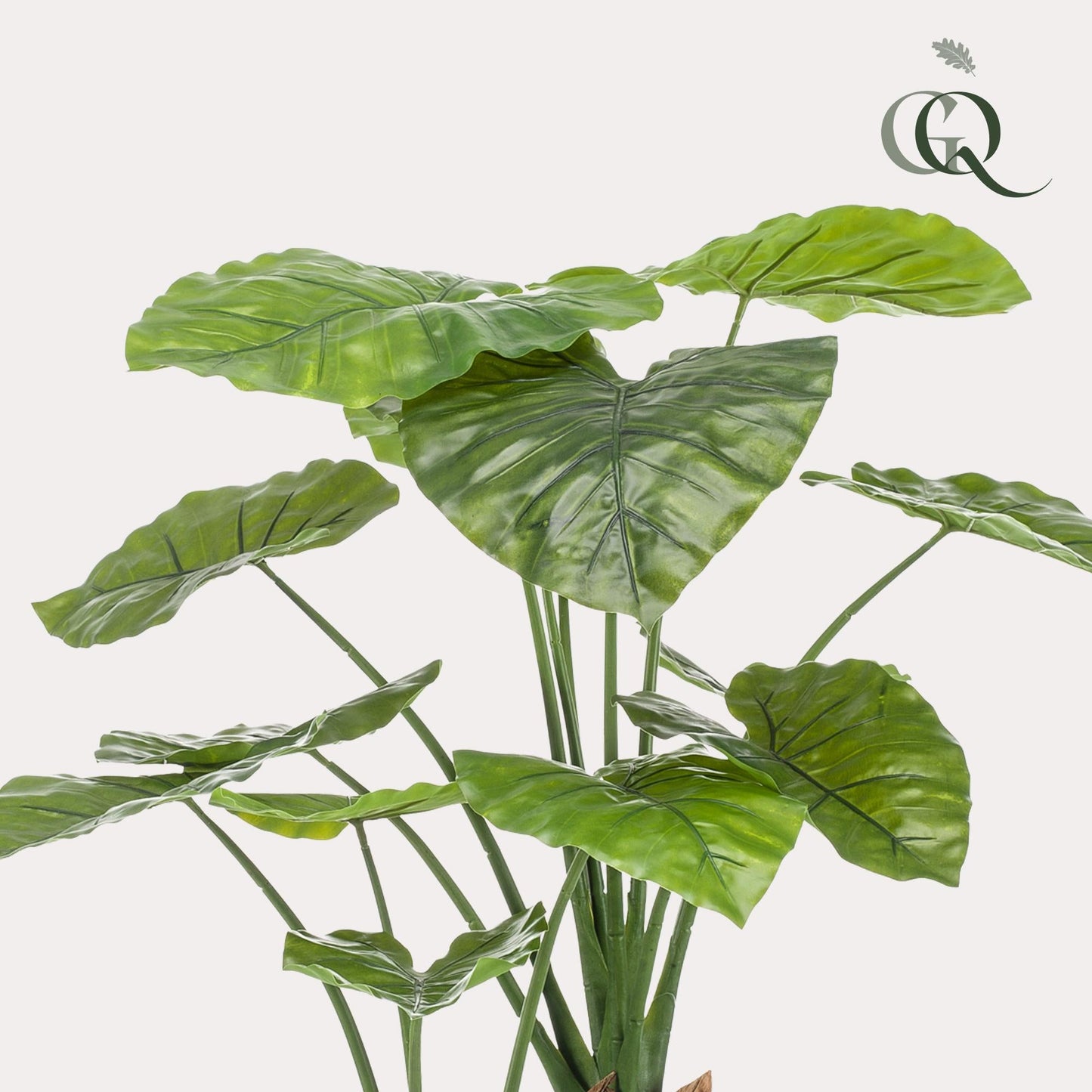 Designpflanze Alocasia Olifantsoor
