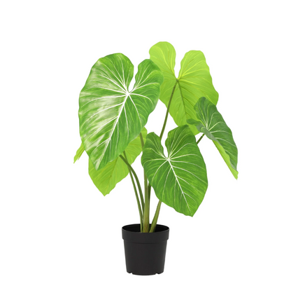 Designpflanze Philodendron