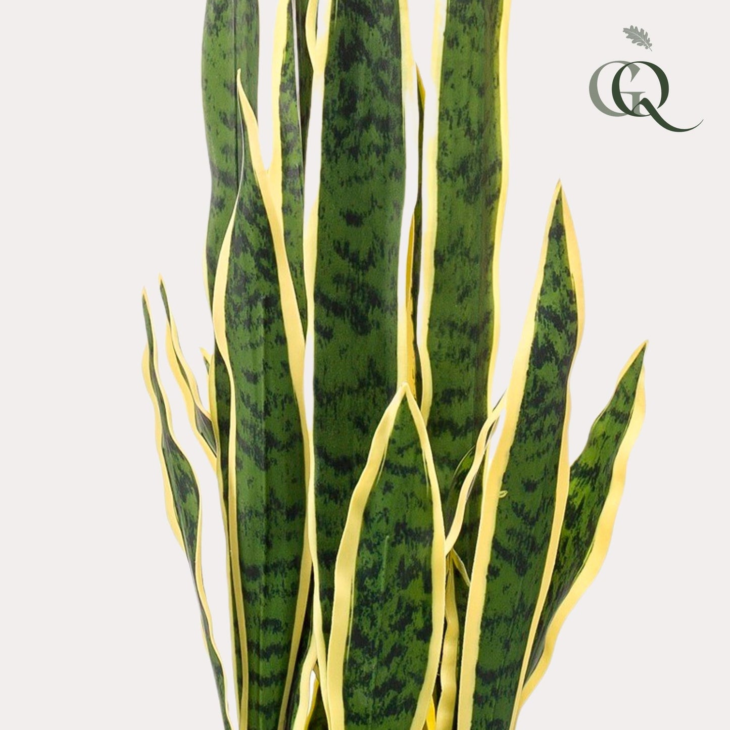 Designpflanze Sanseveria Trifasciata Frauenzunge