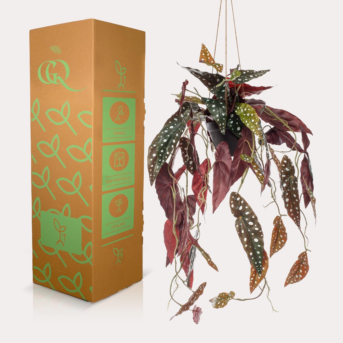 Designpflanze Begonia Maculata Forellenbegonie