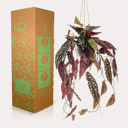 Designpflanze Begonia Maculata Forellenbegonie