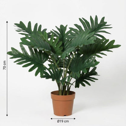 Designpflanze Philodendron Selloum
