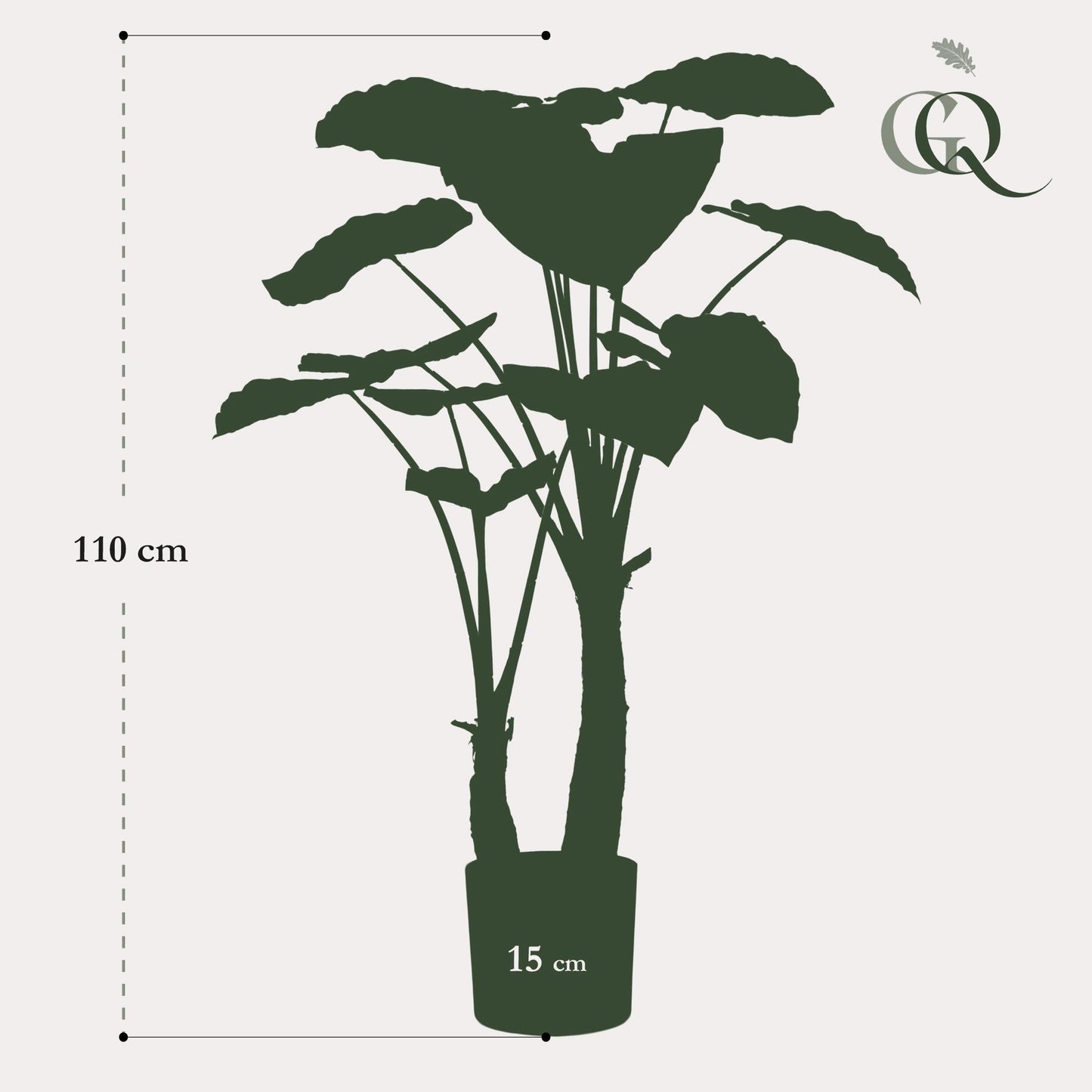 Designpflanze Alocasia Olifantsoor
