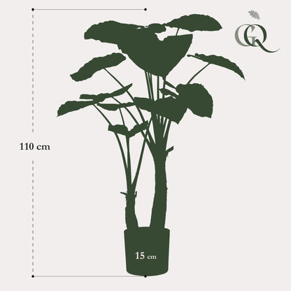 Designpflanze Alocasia Olifantsoor
