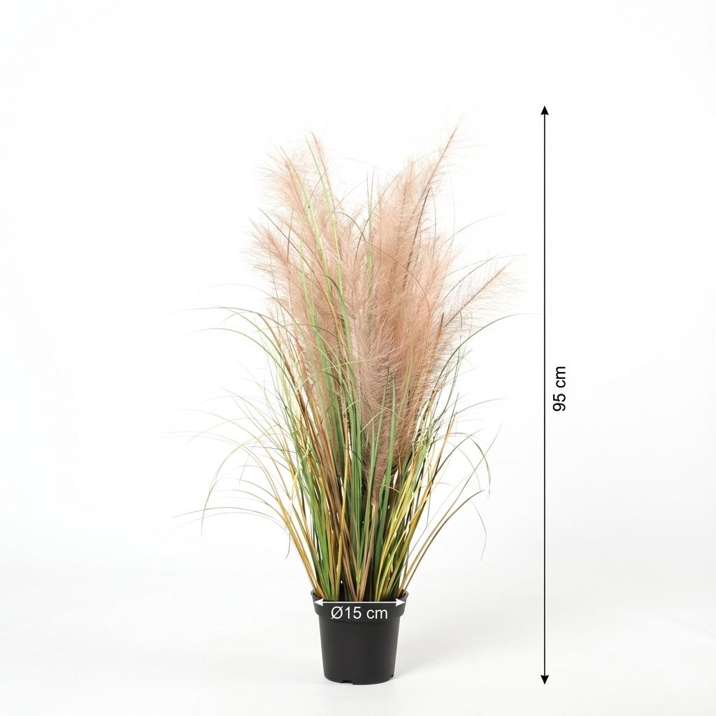Designpflanze Phragmites Gras