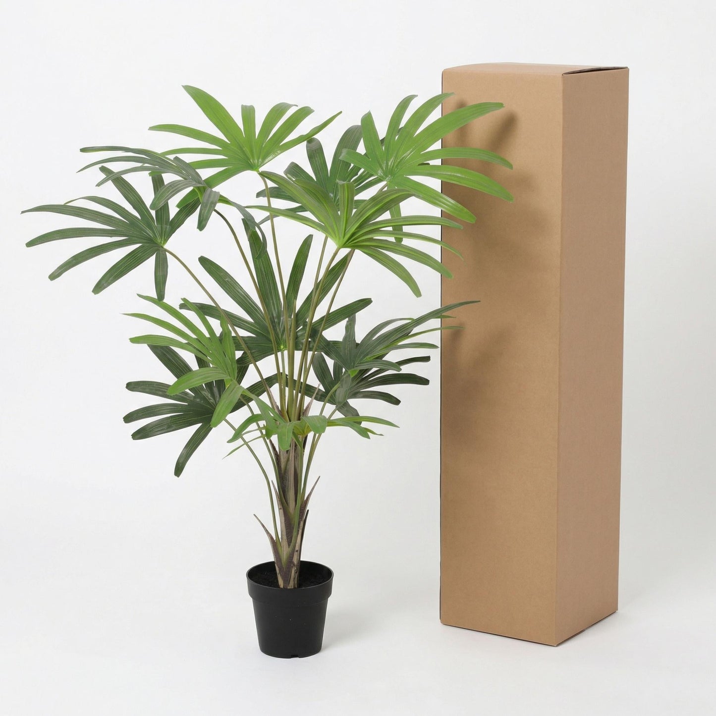 Designpflanze Rhapis Excelsa Fächerpalme