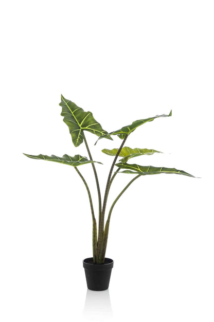 Designpflanze Alocasia Frydek