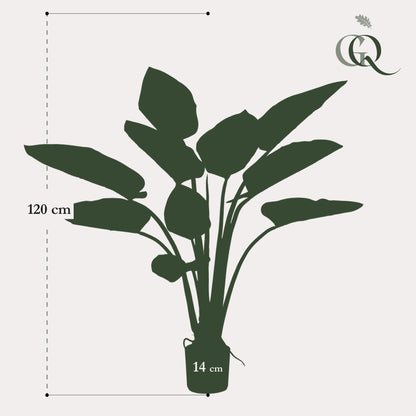 Designpflanze Philodendron