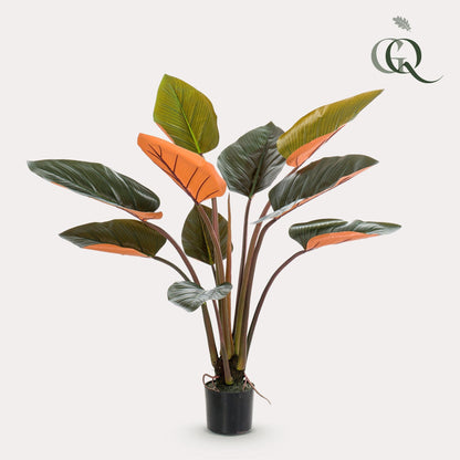 Designpflanze Philodendron