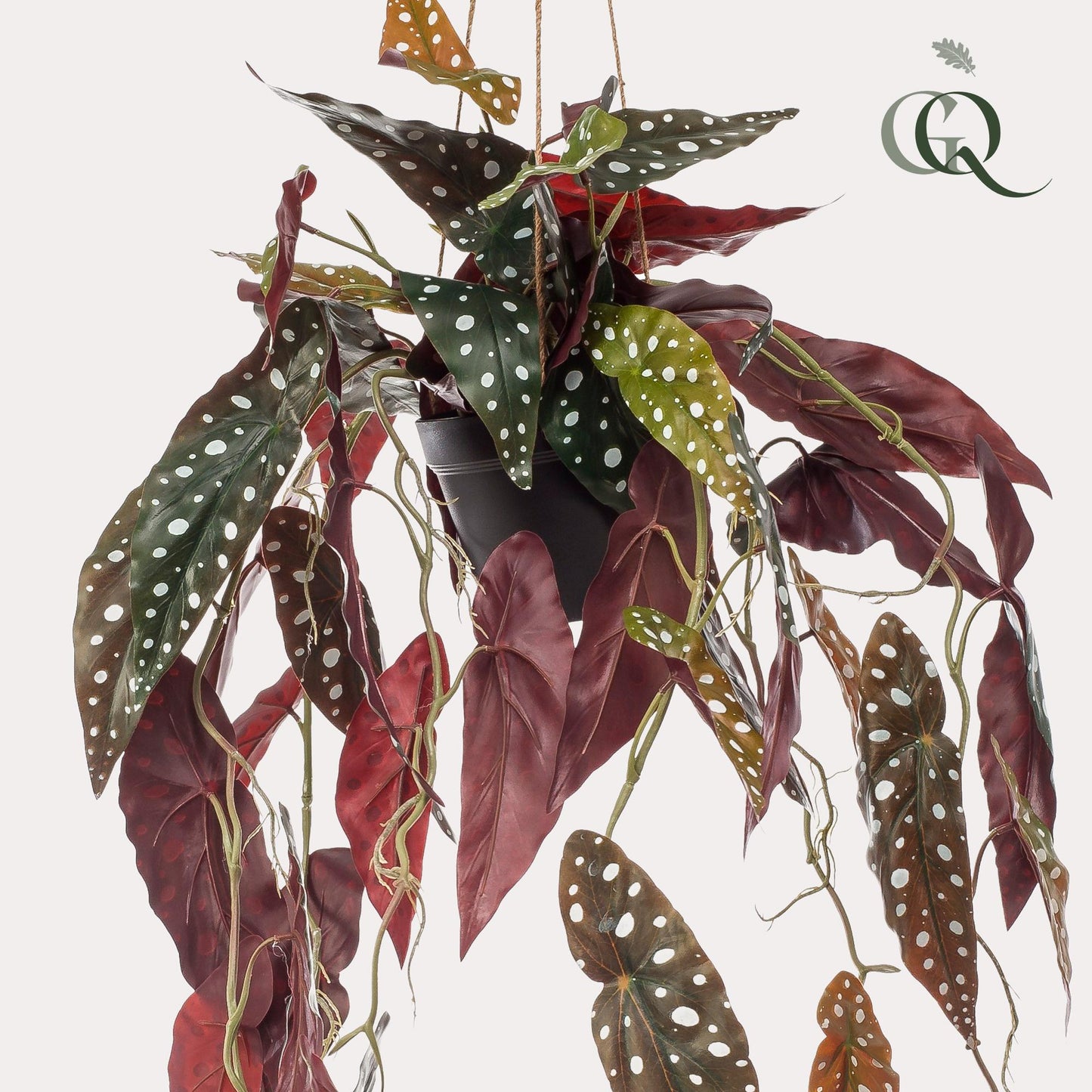 Designpflanze Begonia Maculata Forellenbegonie