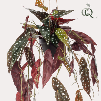 Designpflanze Begonia Maculata Forellenbegonie
