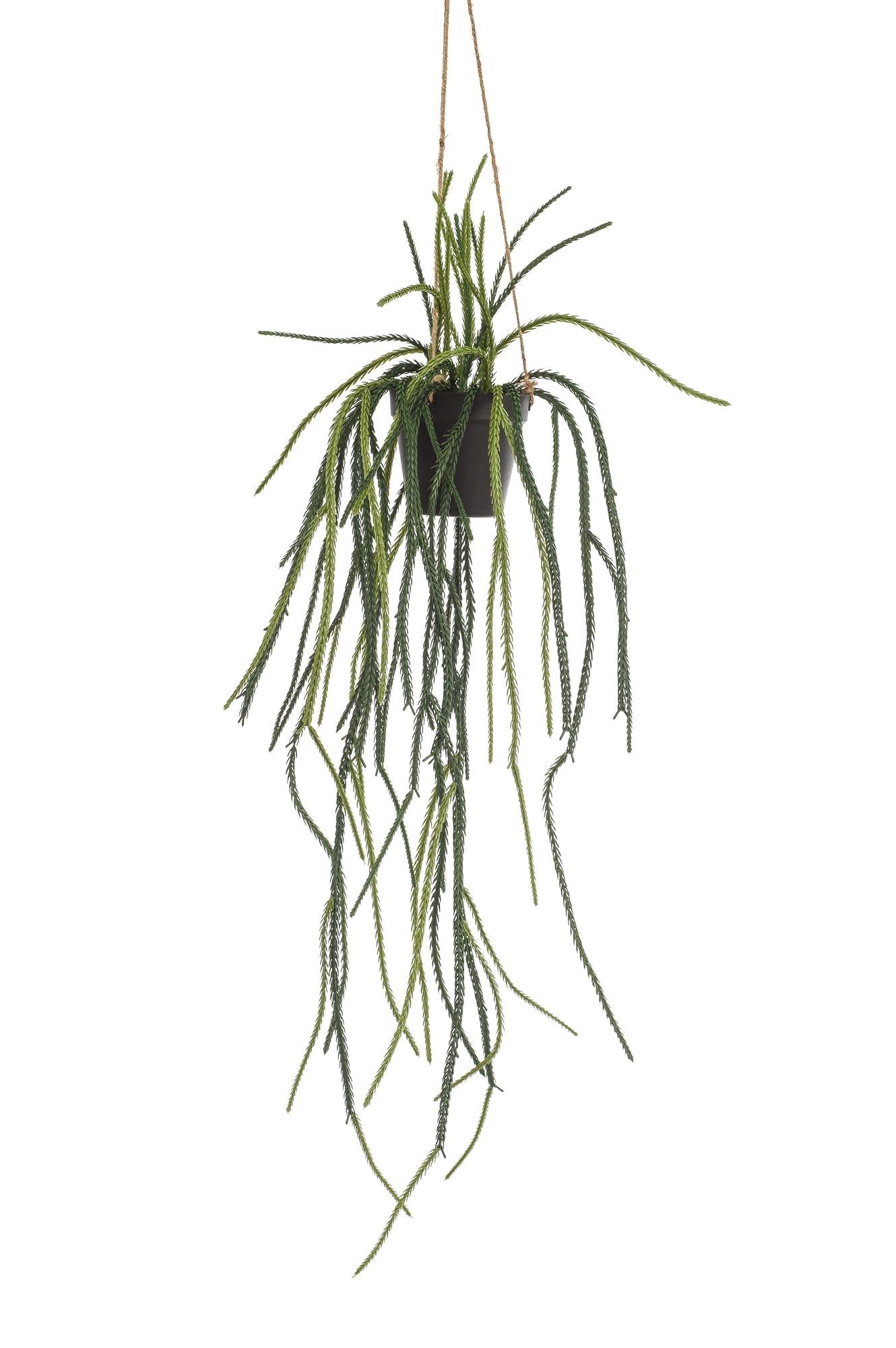 Designpflanze Rhipsalis Korallenkaktus
